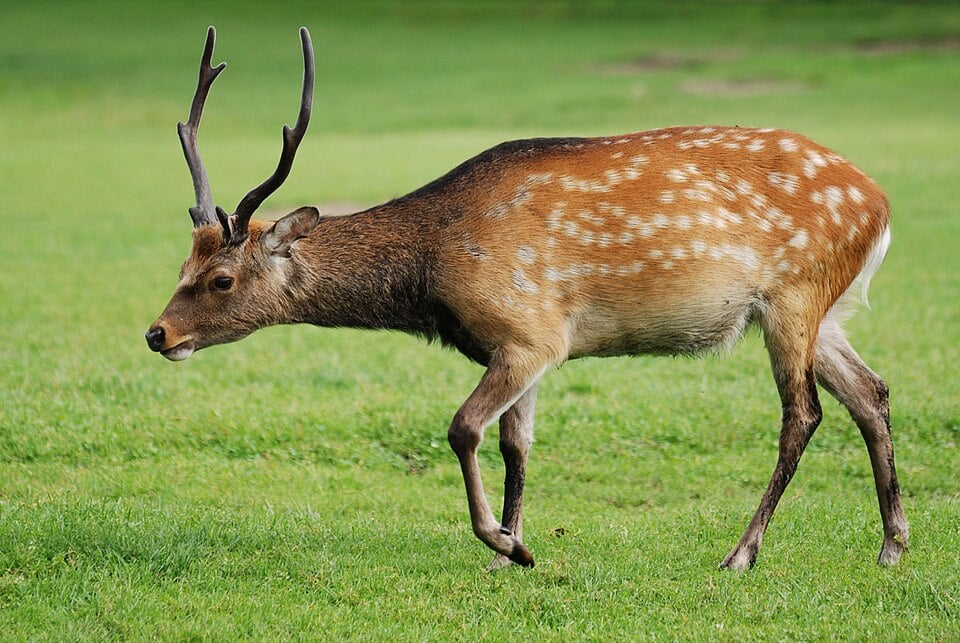 Sika Deer — Cervus nippon