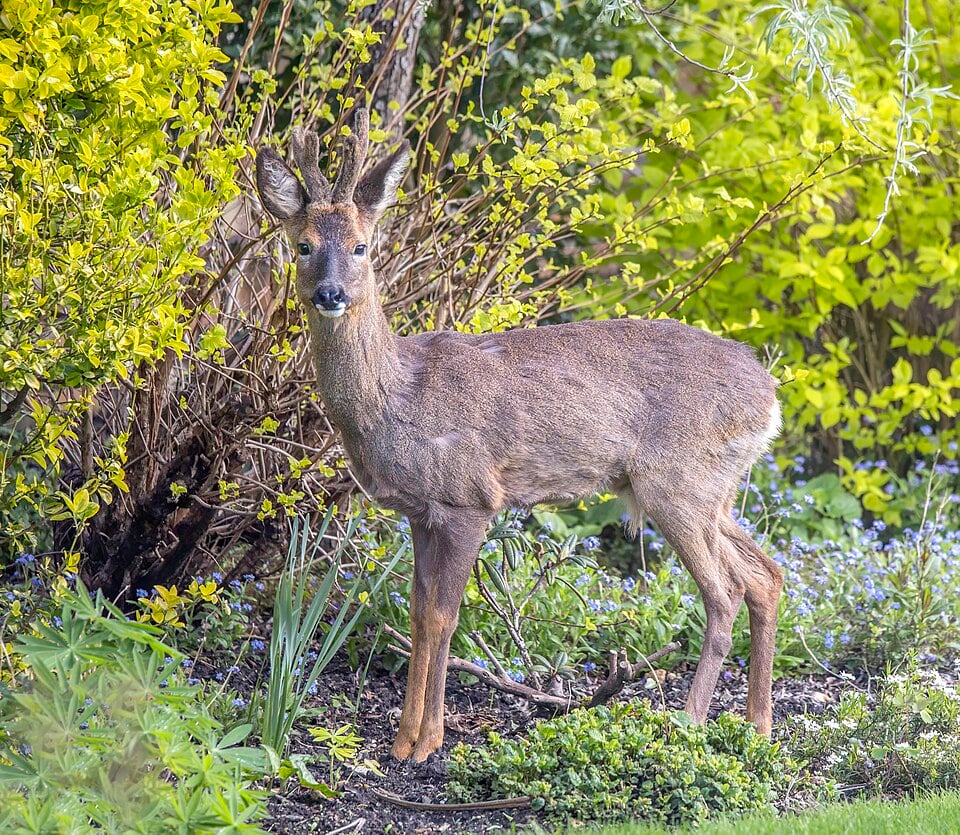 Roe Deer — Capreolus capreolus