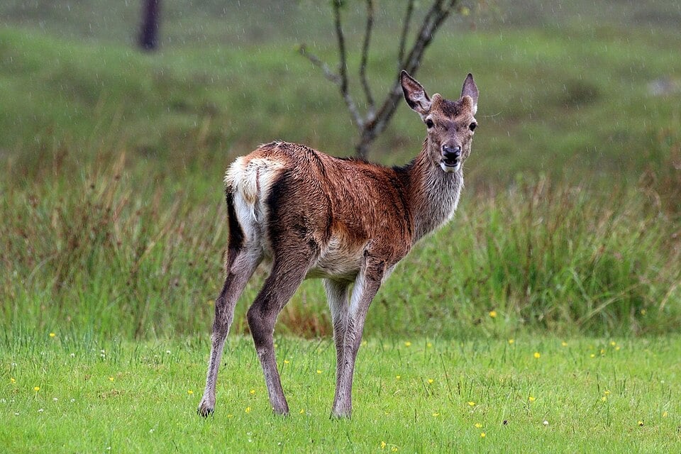 Red Deer — Cervus elaphus