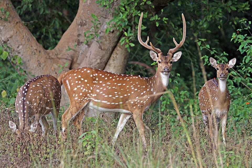 Chital / Axis Deer — Axis axis