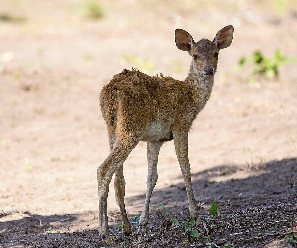 Rusa Deer — Rusa timorensis