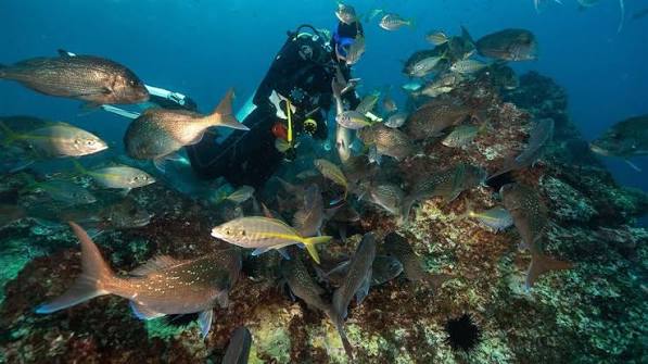 Large-Scale Diver Removal — Poor Knights Islands — hero image