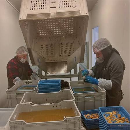 Commercial Processing & Roe Enhancement — East Coast Tasmania — hero image