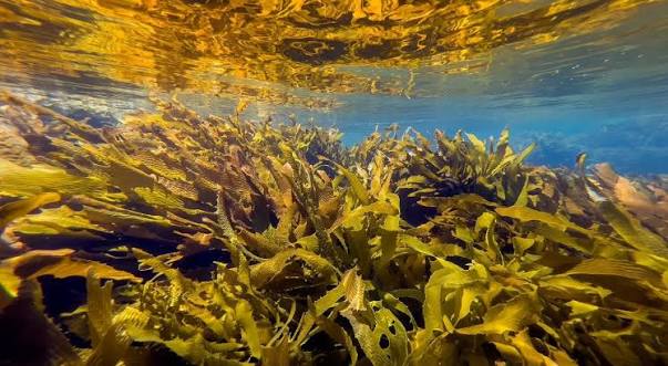 Targeted Culling + Kelp Outplanting — Port Phillip Bay — hero image