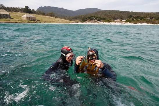 In-Situ Diver Culling Trials — St Helens, Freycinet & Maria Island — hero image