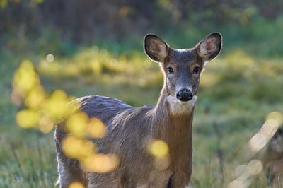 White-tailed Deer