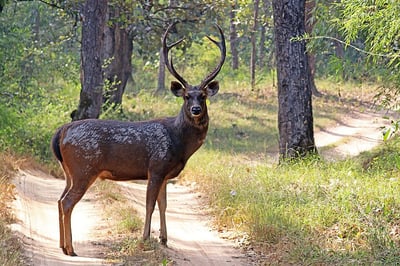Sambar Deer — Rusa unicolor