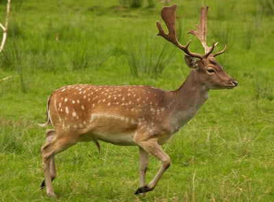 Fallow Deer — Dama dama
