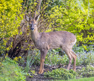 Roe Deer — Capreolus capreolus