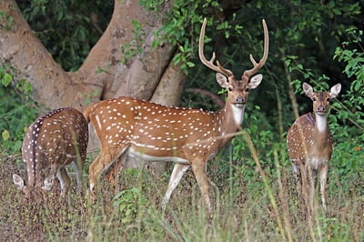 Chital / Axis Deer — Axis axis