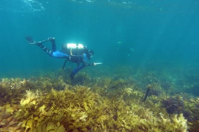 Economic Culling & Ecosystem Modeling — Port Phillip Bay — image 1
