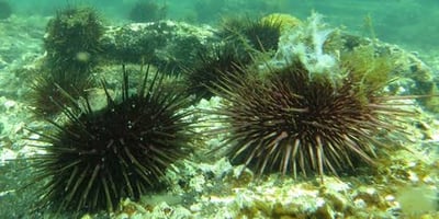 Targeted Culling + Kelp Outplanting — Port Phillip Bay — image 1