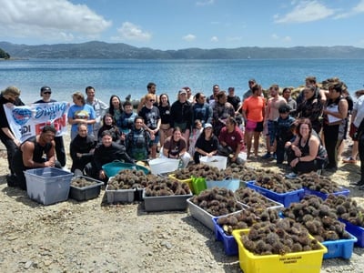 Iwi-Led Kina Removal & Research — Kau Point — image 1
