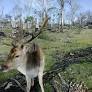 Commercial Wild Harvest Permitting — Midlands & Agricultural Regions TAS