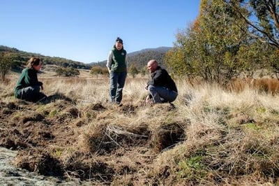 Targeted Ground Shooting & Trapping — Namadgi National Park & Peri-urban reserves ACT