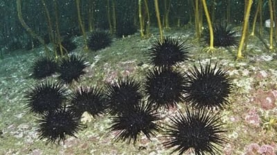 Subsidised Commercial Removal — East Coast Tasmania — image 1
