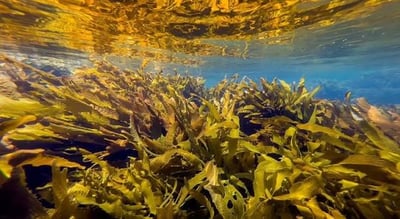 Targeted Culling + Kelp Outplanting — Port Phillip Bay — hero image