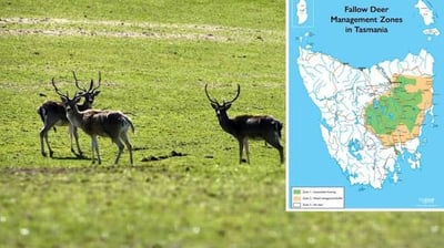 Tasmanian Deer Control