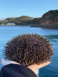 Iwi-Led Kina Removal & Research — Kau Point — hero image