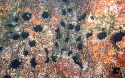 Large-Scale Diver Removal — Poor Knights Islands — image 1