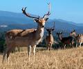 Commercial Wild Harvest Permitting — Midlands & Agricultural Regions TAS