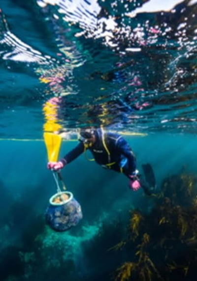 In-Situ Diver Culling — NSW South Coast reef sites — hero image