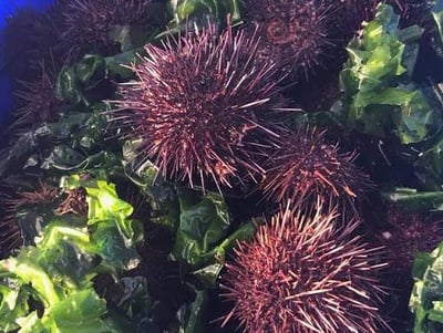 Economic Culling & Ecosystem Modeling — Port Phillip Bay — hero image