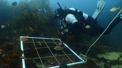 Diver Culling & Monitoring — Beware Reef — image 1