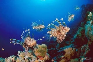 Global invasive species solution directory Image