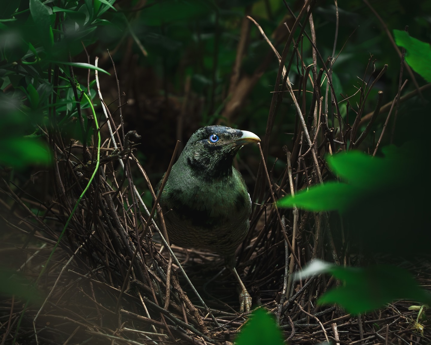 Juvenile satin bowerbird- B