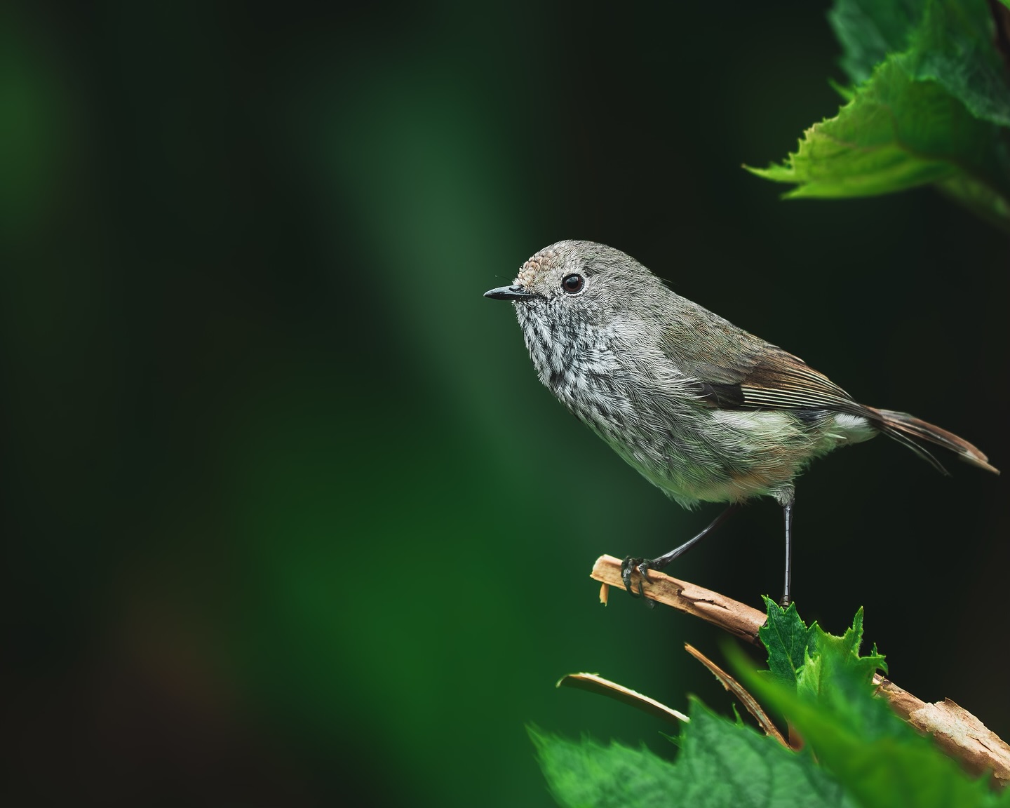 Brown thornbill- B