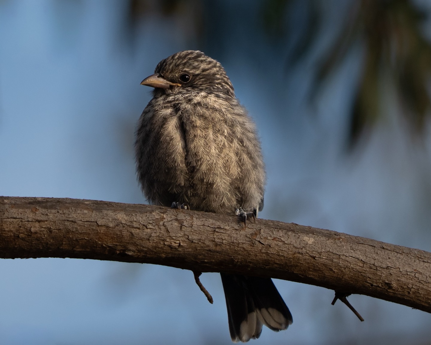 Juvenile Dusky Woodswallow - M